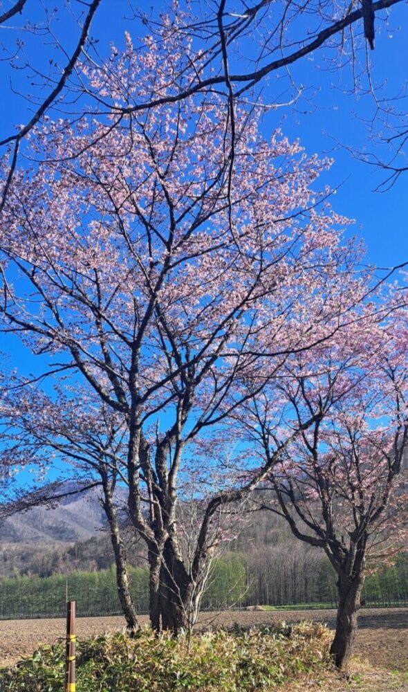 伏美湖の桜