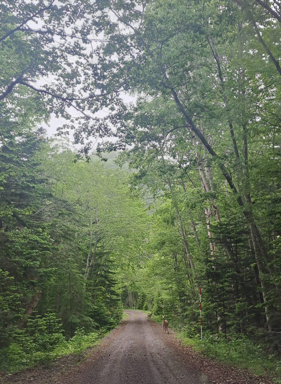 阿寒摩周国立公園①